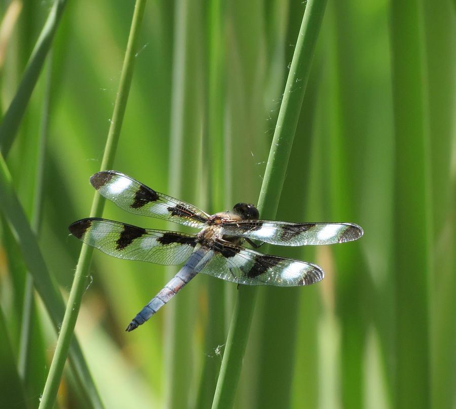 Dragonfly 1 Photograph by Vijay Sharon Govender