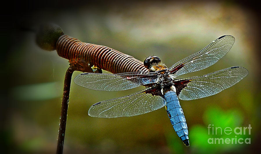 Dragonfly 2 Photograph by Binka Kirova