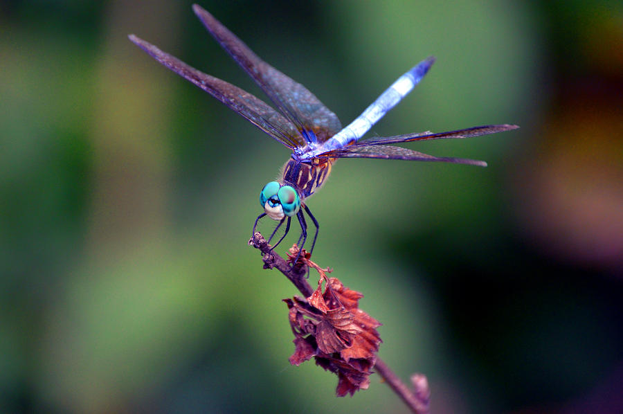 Dragonfly 2 Photograph by Lesa Fine