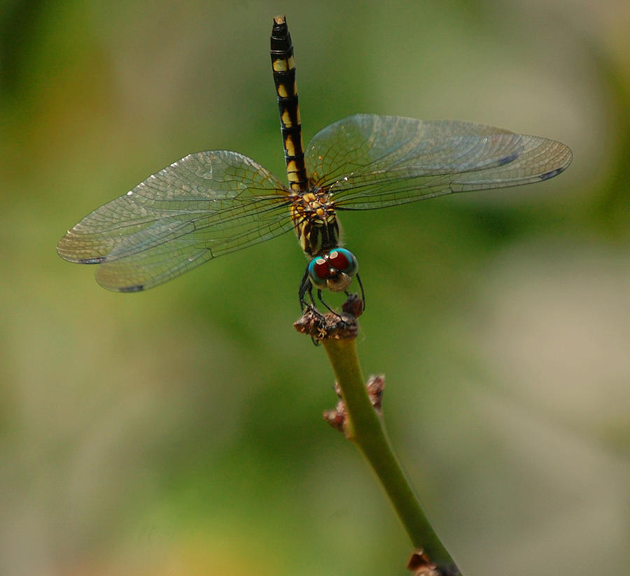 Dragonfly 2 Photograph by Leticia Latocki