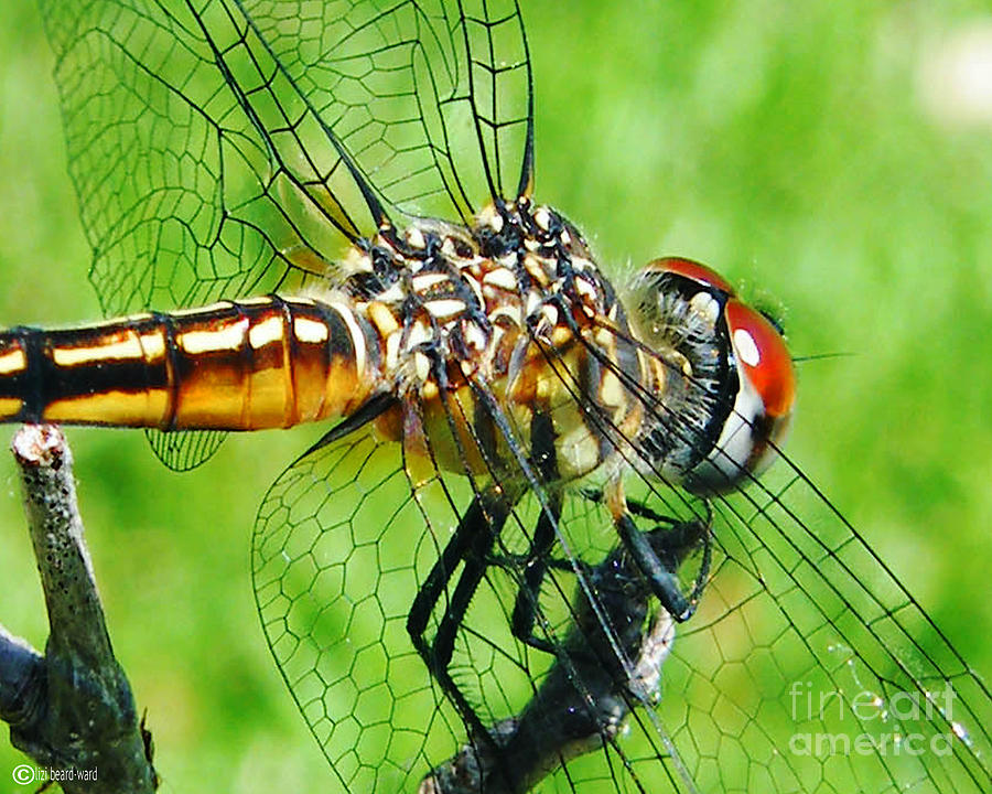 Dragonfly 2 Photograph by Lizi Beard-Ward