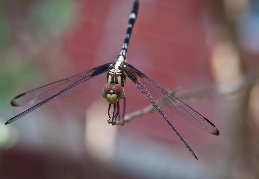 Dragonfly 2 Photograph by Mark Alder