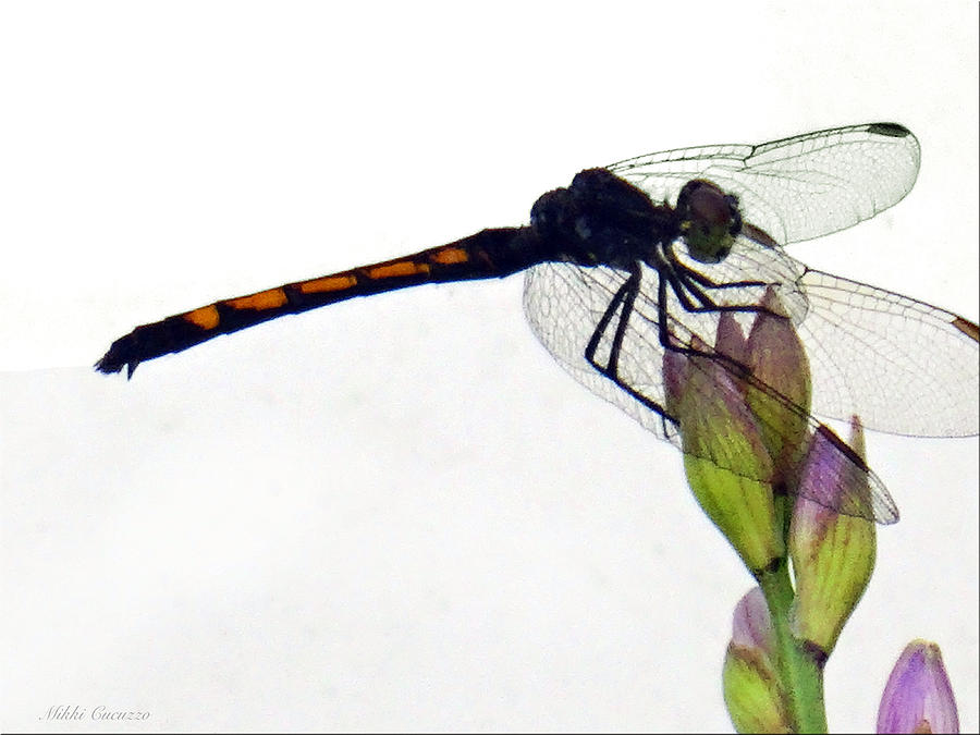Dragonfly 2 Photograph by Mikki Cucuzzo