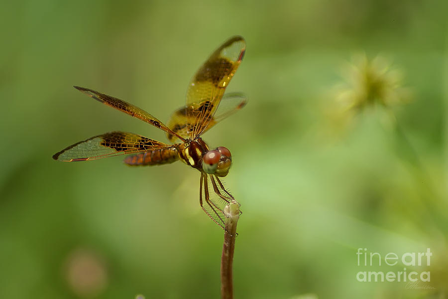 Dragonfly 2 Photograph by Olga Hamilton