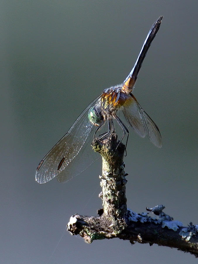 Dragonfly #2 Photograph by Wade Aiken