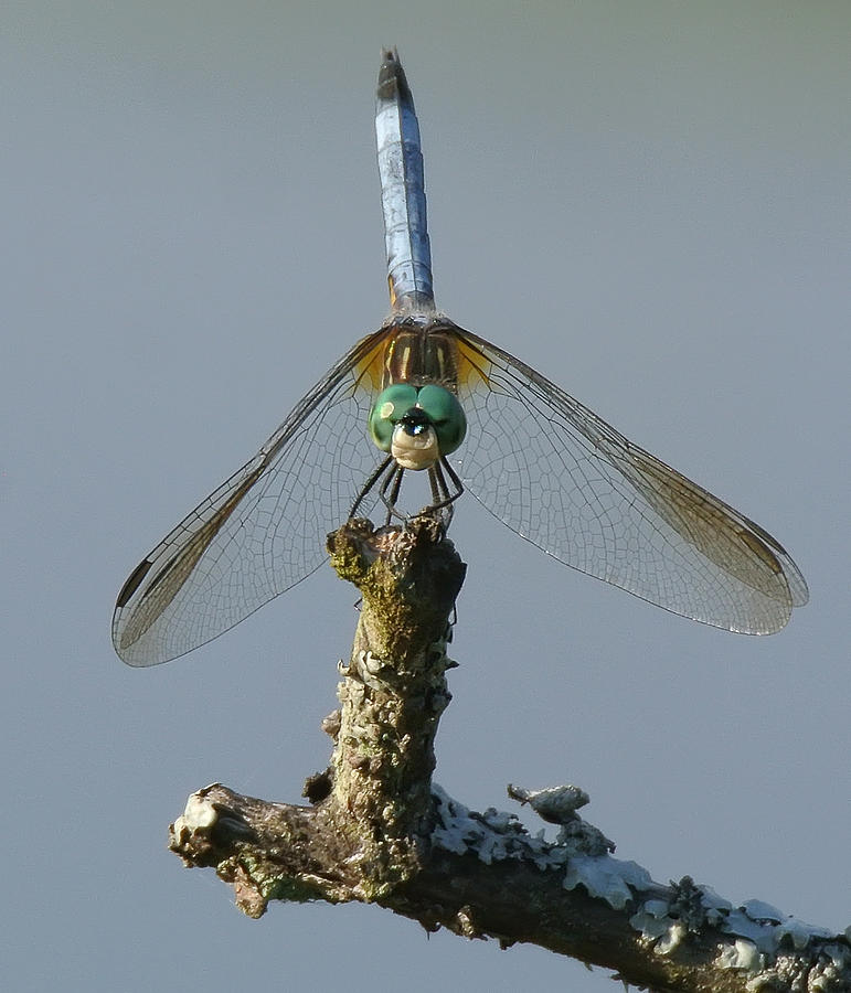 Dragonfly #3 Photograph by Wade Aiken