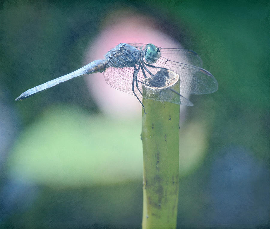 Dragonfly A La Monet Photograph by Fraida Gutovich