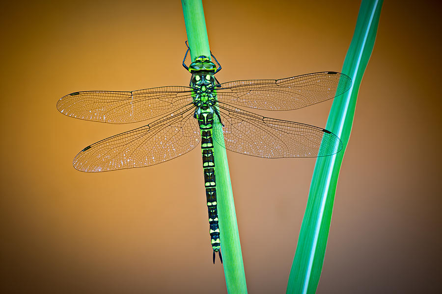 Nature Photograph - dragonfly Aeshna cyanea by Dirk Ercken