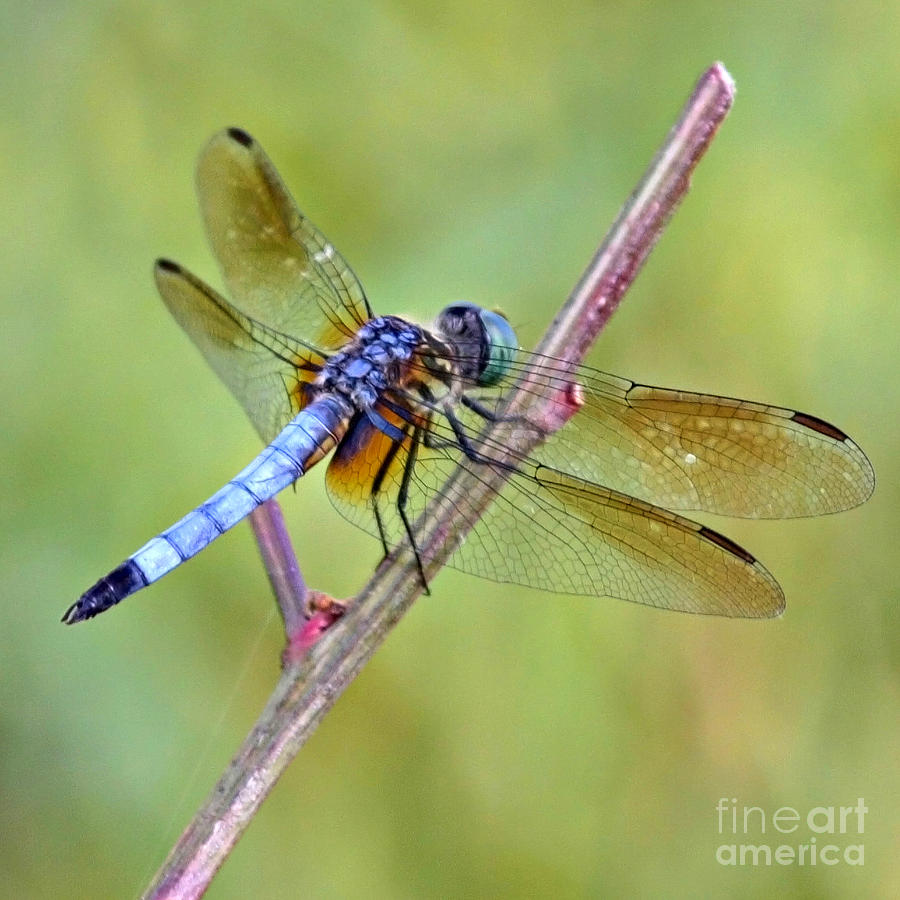 Insects Photograph - Dragonfly Afternoon by Carol Groenen