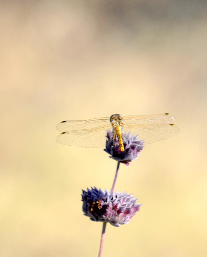 Dragonfly Photograph by AJ  Schibig