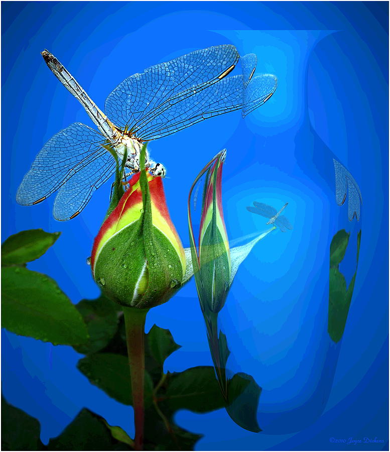Dragonfly And Bud On Blue Digital Art by Joyce Dickens
