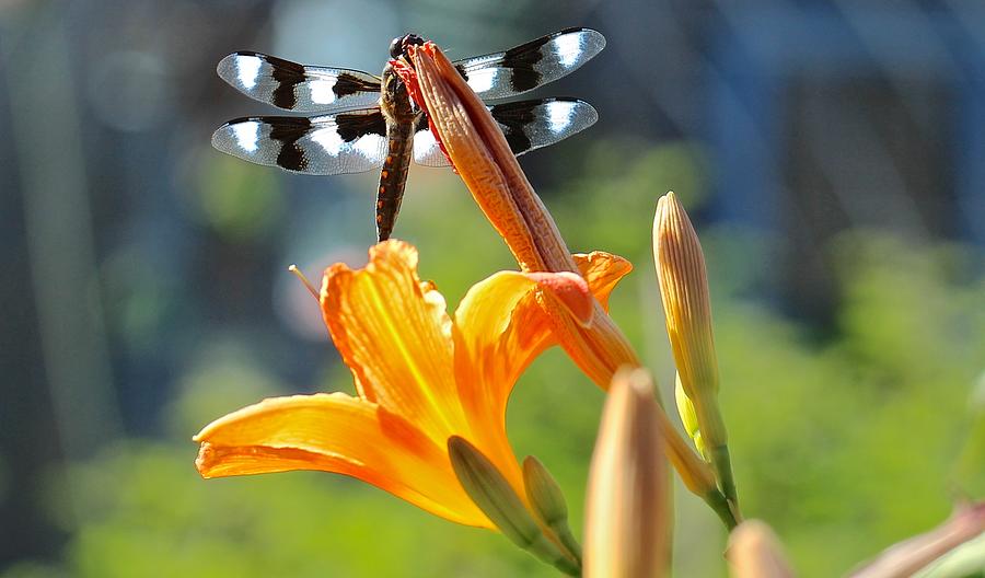 Dragonfly and Daylily Photograph by Catia Juliana