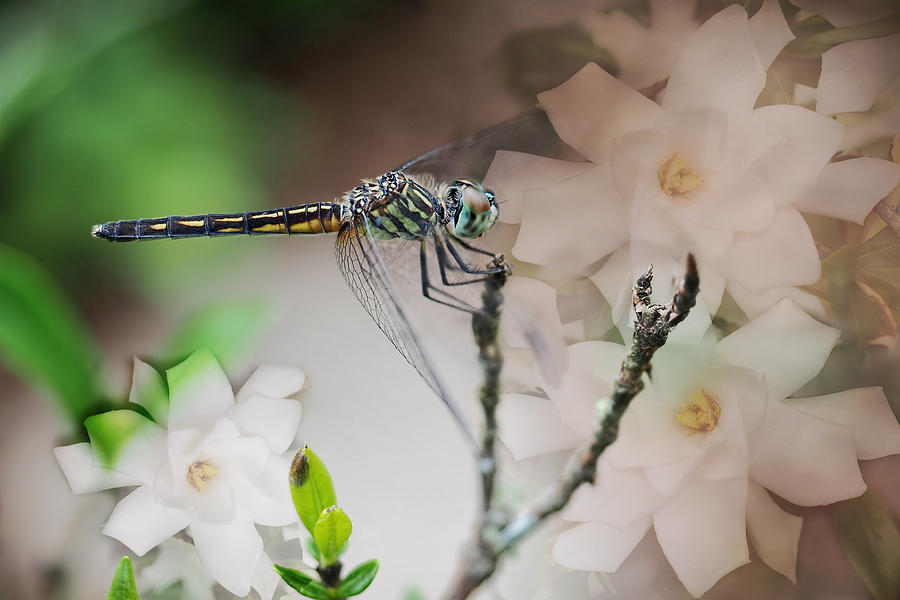 Dragonfly and Gardenias Photograph by Bonnie Barry