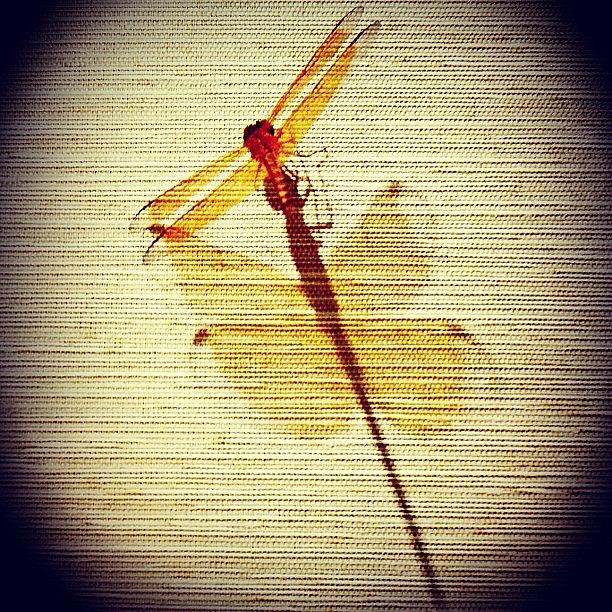 Dragonfly And Its Shadow Photograph by Beatrice Looi