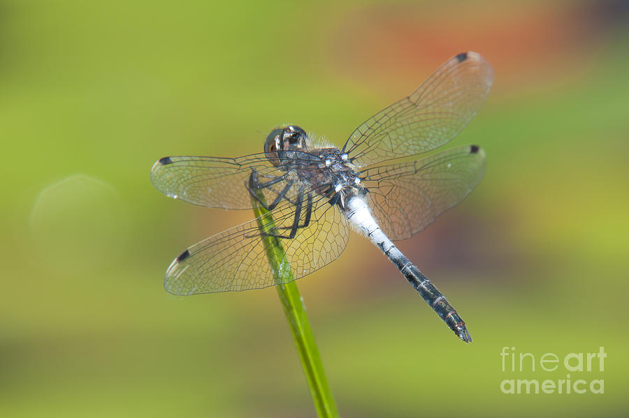 Dragonfly and Lily Pads Photograph by Clarence Holmes