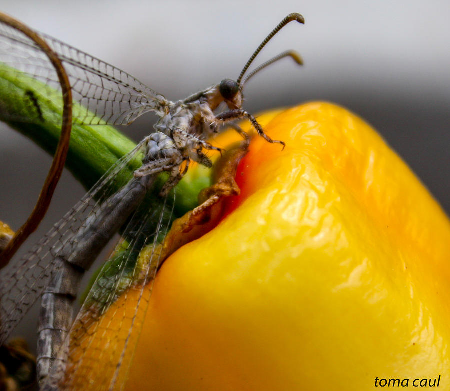 Dragonfly and the Pepper Photograph by Toma Caul