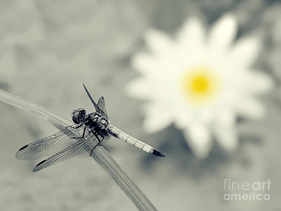 Dragonfly and Water Lily Photograph by Sharon Woerner