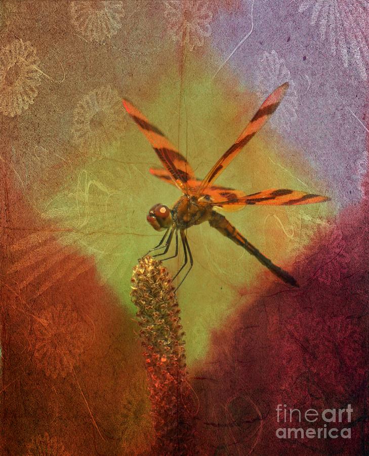 Insects Photograph - Dragonfly Art 14-1 by Maria Urso