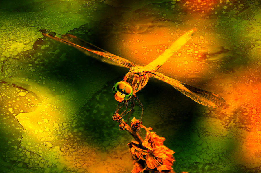 Dragonfly Art 2  Photograph by Lesa Fine