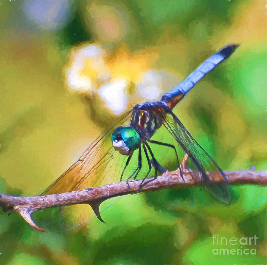 Dragonfly Art - A Thorny Situation Photograph by Kerri Farley