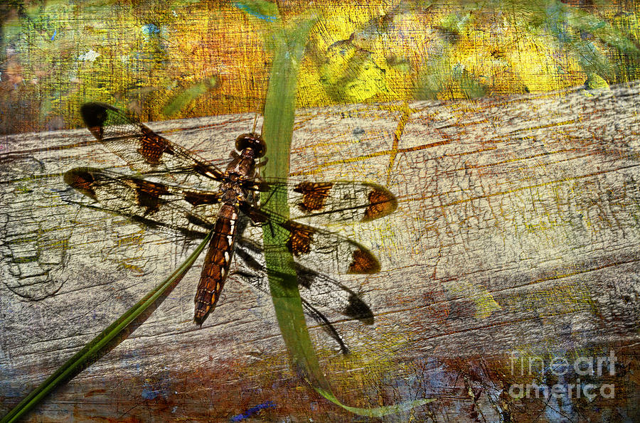 Dragonfly Art II Photograph by Sari Sauls