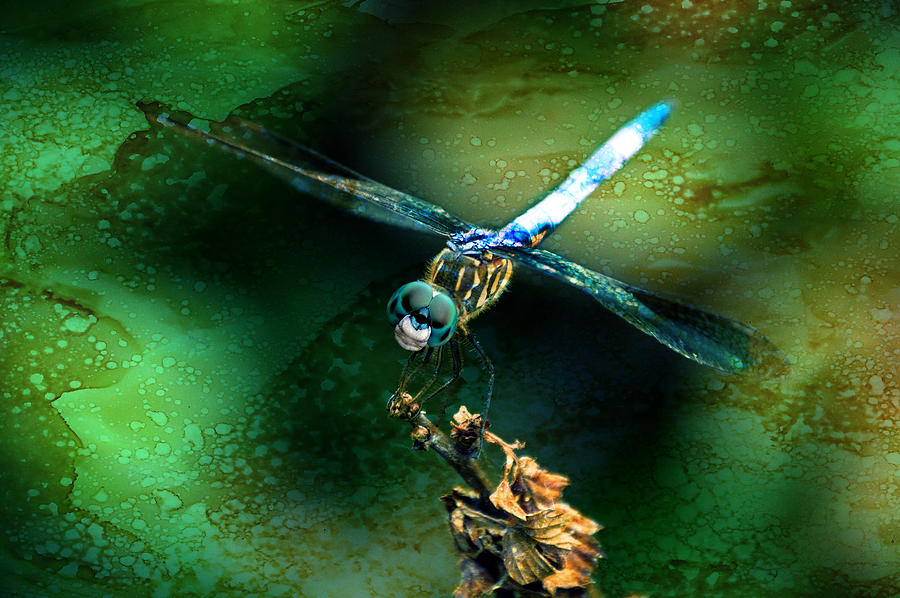Dragonfly Art by Lesa Fine Mixed Media by Lesa Fine