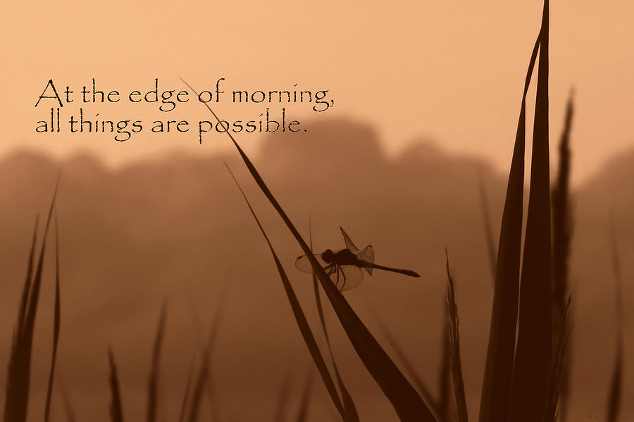Dragonfly at Edge of Morning  Photograph by Deborah Smith