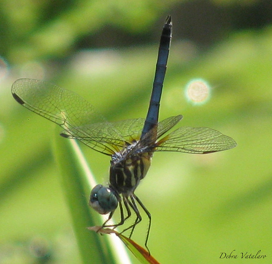 Dragonfly Balance Photograph by Debra     Vatalaro