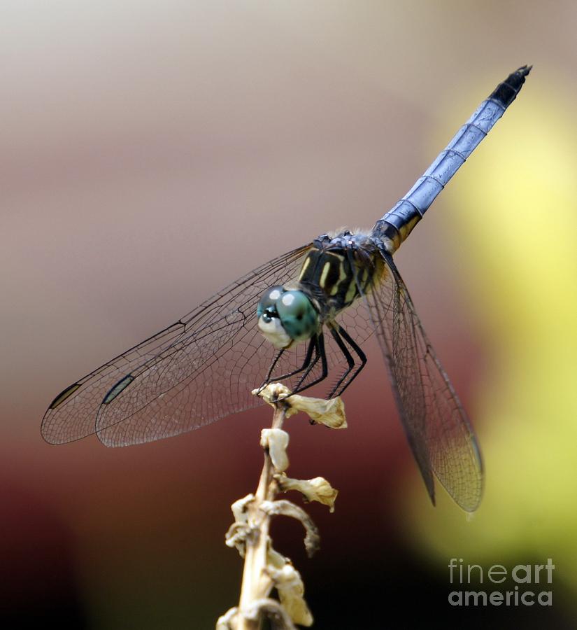 Dragonfly Beauty II Photograph by Lilliana Mendez