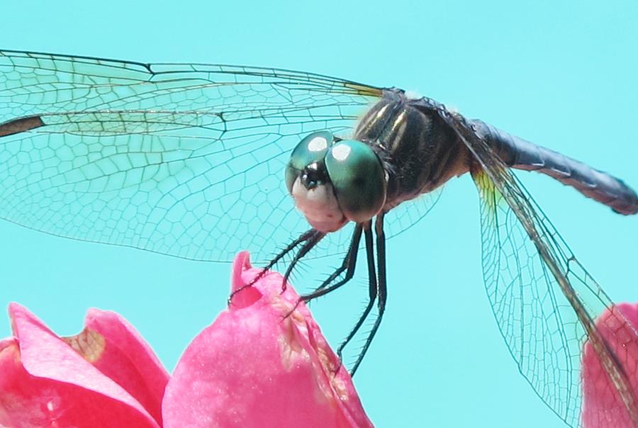 Insects Photograph - Dragonfly Beauty by Valia Bradshaw