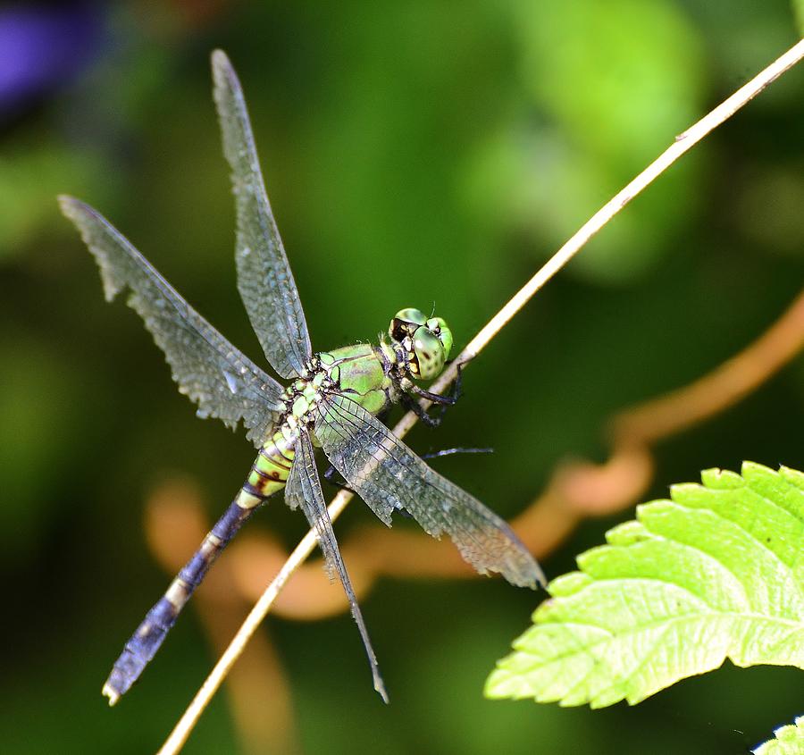 Dragonfly Photograph by Bill Hosford