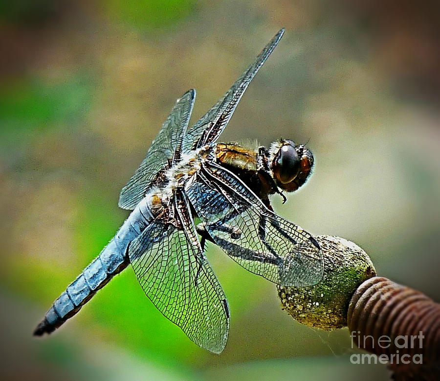 Dragonfly Photograph by Binka Kirova