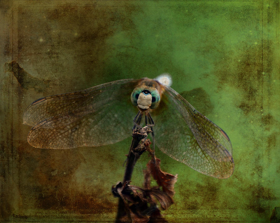 Dragonfly Blue Dasher Antiqued Photograph by Lesa Fine