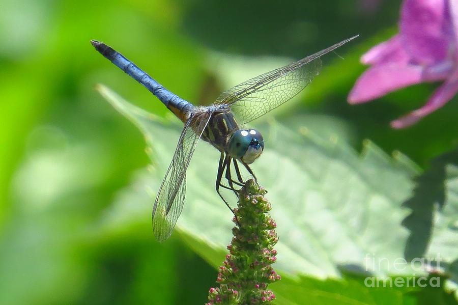 Dragonfly Blue Dasher Photograph by Scott Cameron