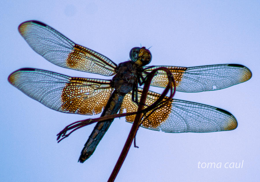 Nature Photograph - Dragonfly-Blue Study by Toma Caul