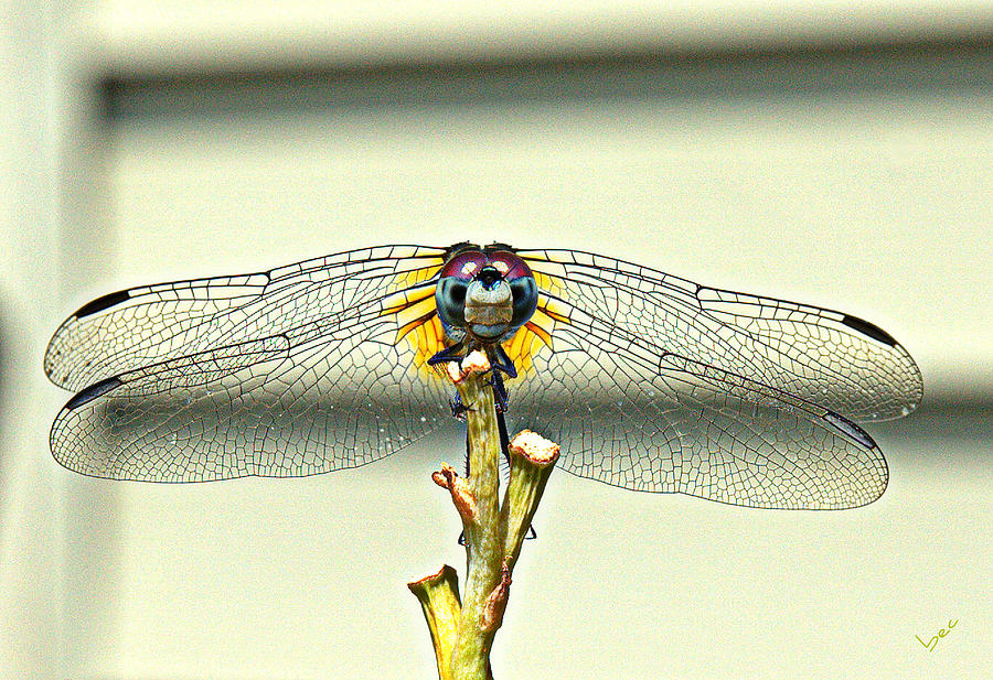 Dragonfly Photograph by Bruce Carpenter