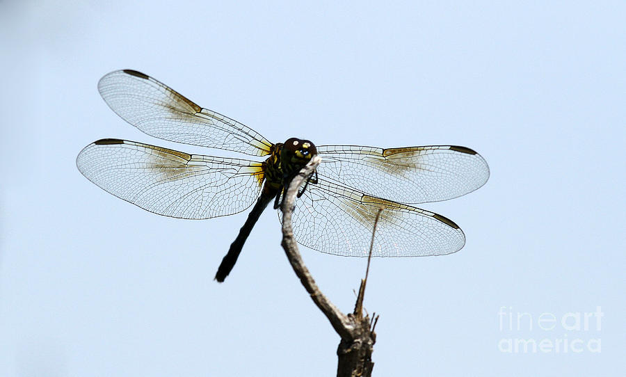 Dragonfly Photograph by Butch Lombardi