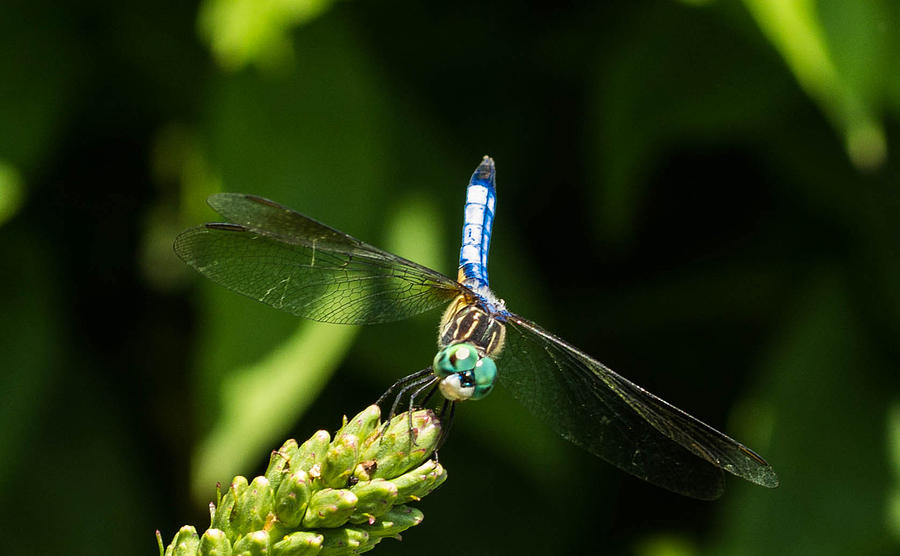 Dragonfly Photograph by Cathy Donohoue