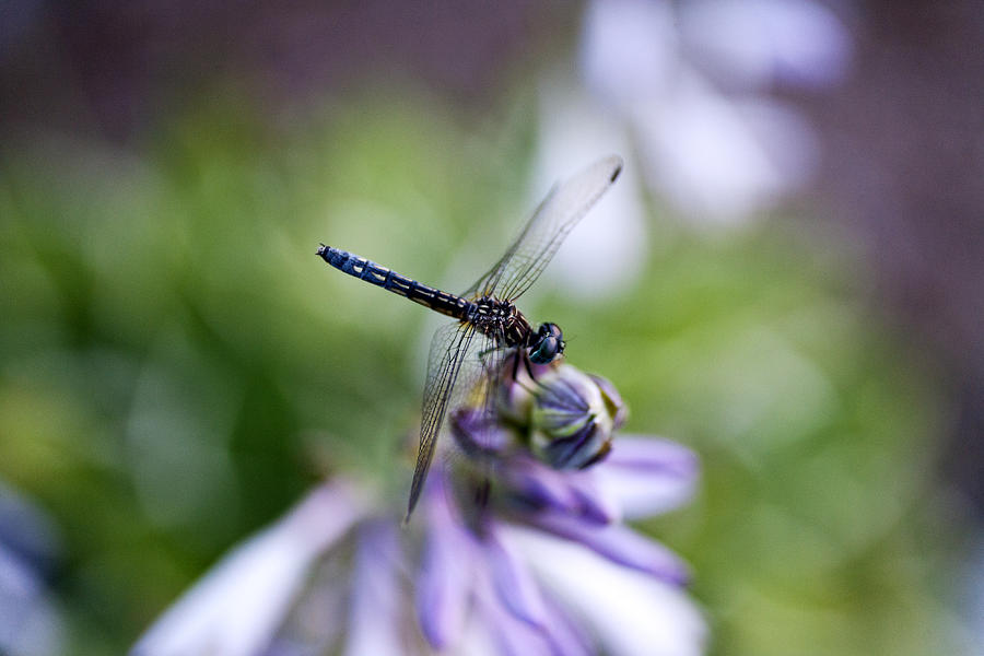 Nature Photograph - Dragonfly by Christopher McPhail