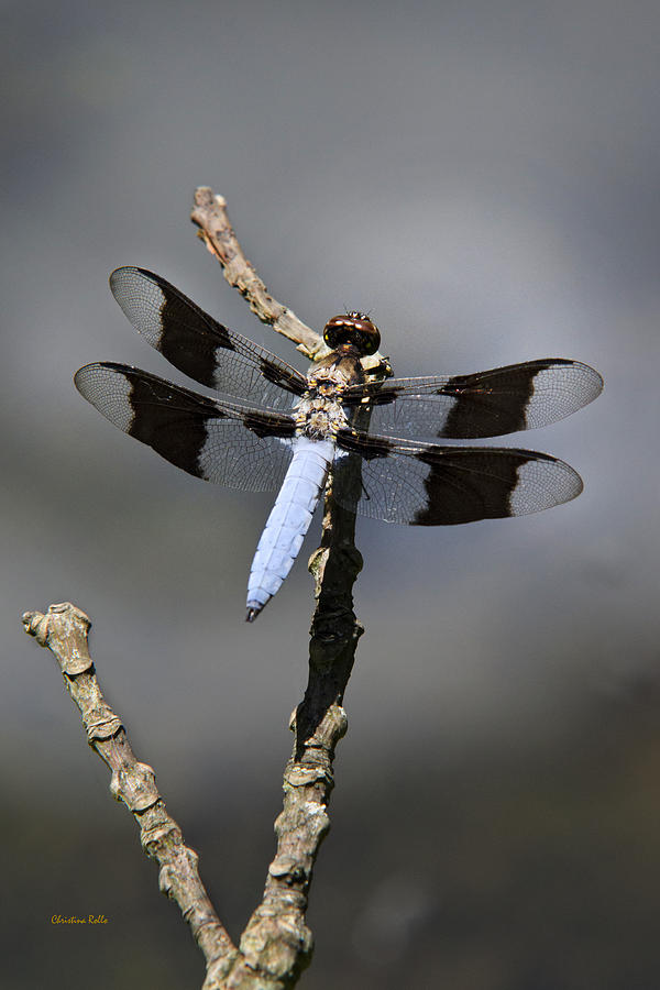 Dragonfly Common Whitetail Photograph by Christina Rollo