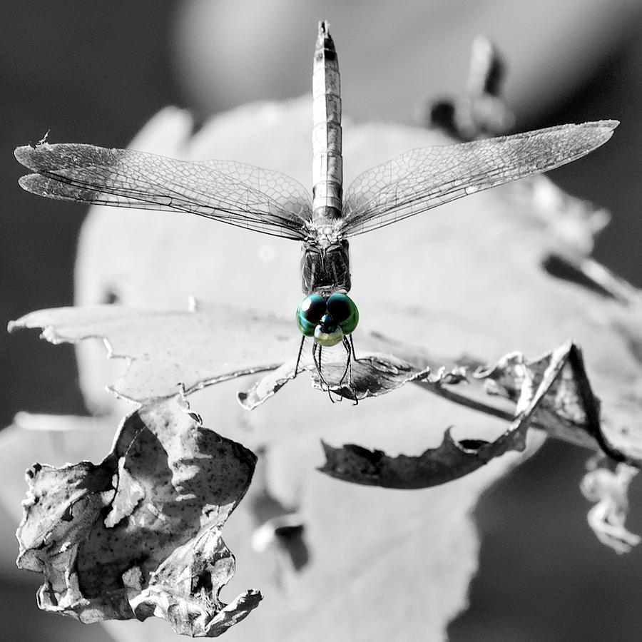 Dragonfly Contrast Photograph