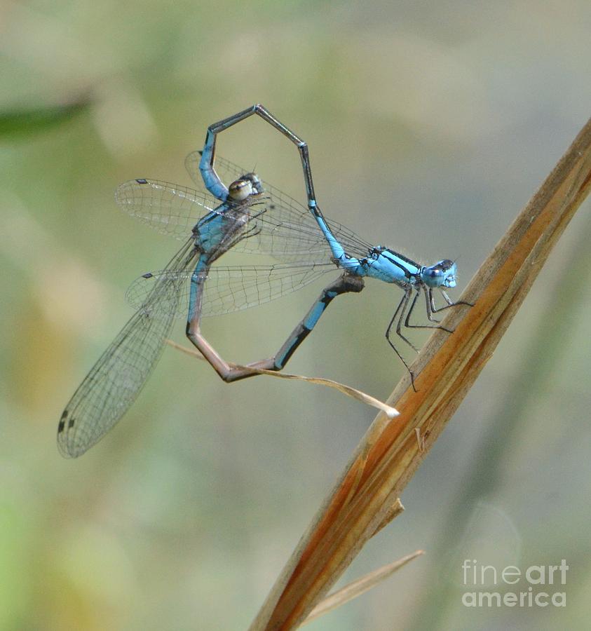 Dragonfly Courtship Photograph by Amy Porter Dragonfly Courtship Photograph by Amy Porter