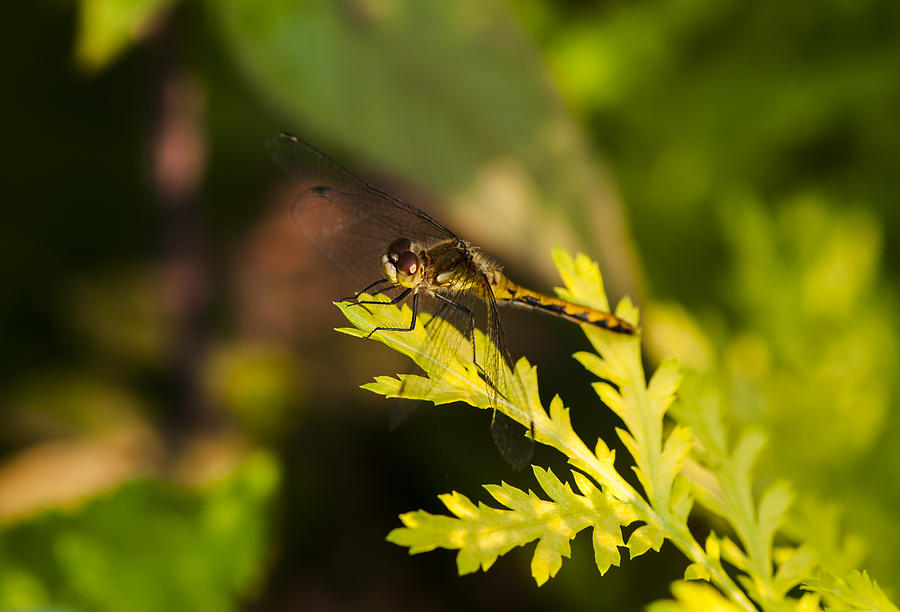 Dragonfly Photograph by Dan Hefle