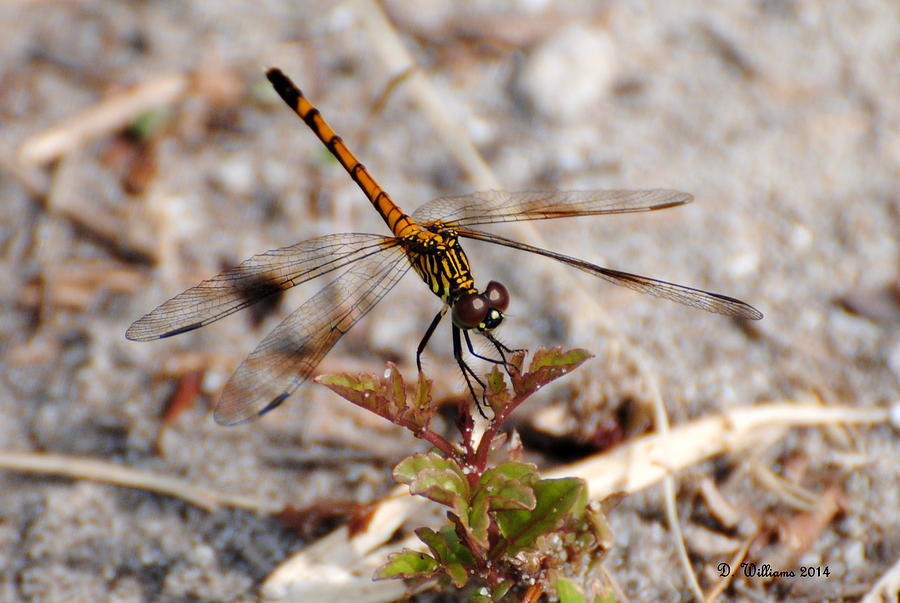 Dragonfly Photograph by Dan Williams