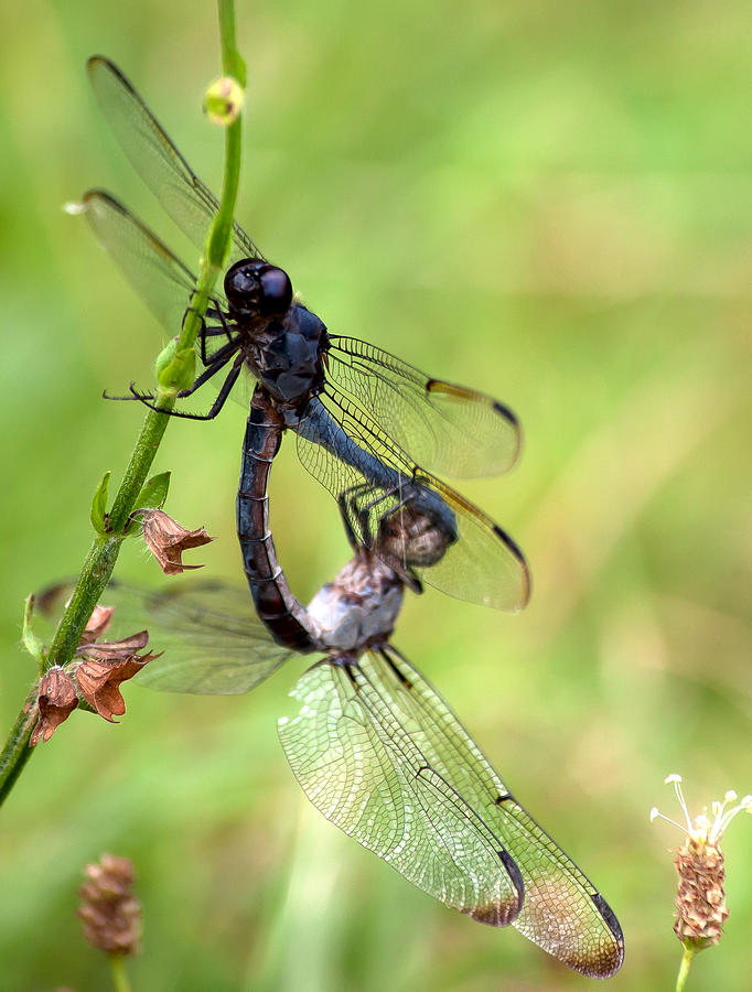 Dragonfly Dance Photograph