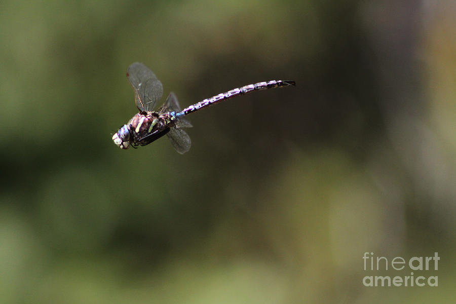 Dragonfly Photograph by Alyce Taylor