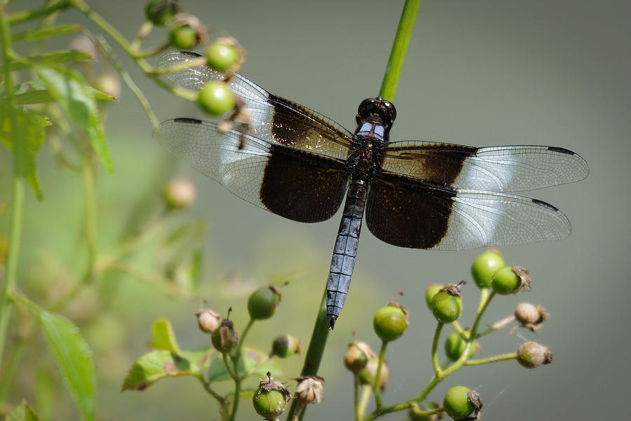 Dragonfly Photograph by David Hart