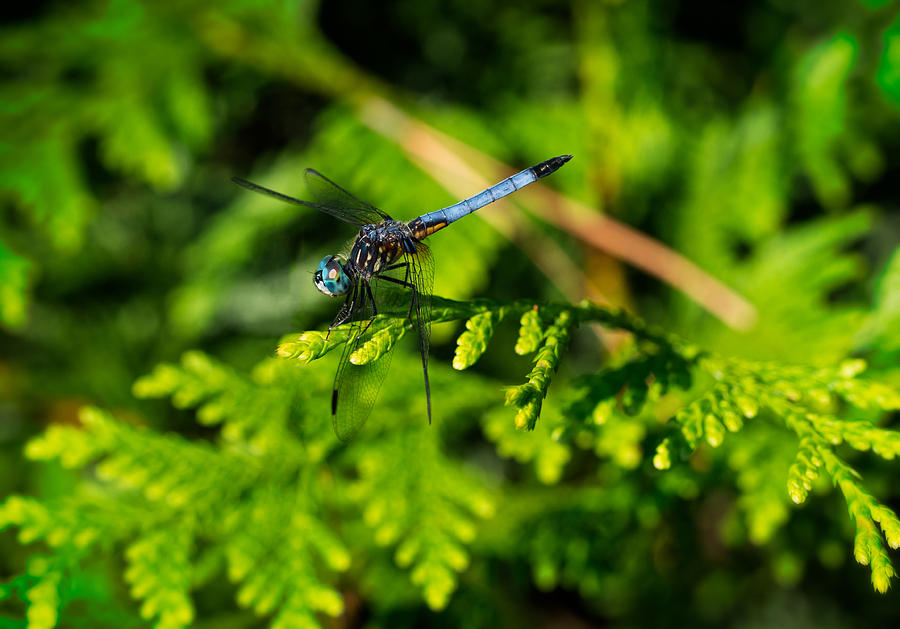 Dragonfly Photograph by David Kay