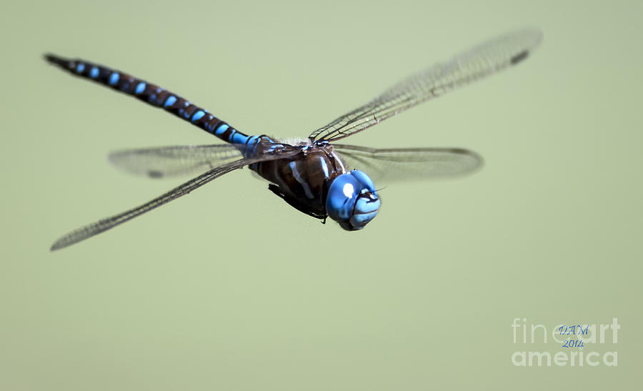 Christmas Photograph - Dragonfly by David Millenheft