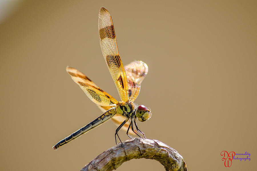 Dragonfly Photograph - Dragonfly by Dawin Welch